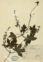 葎草藏品圖，第2張